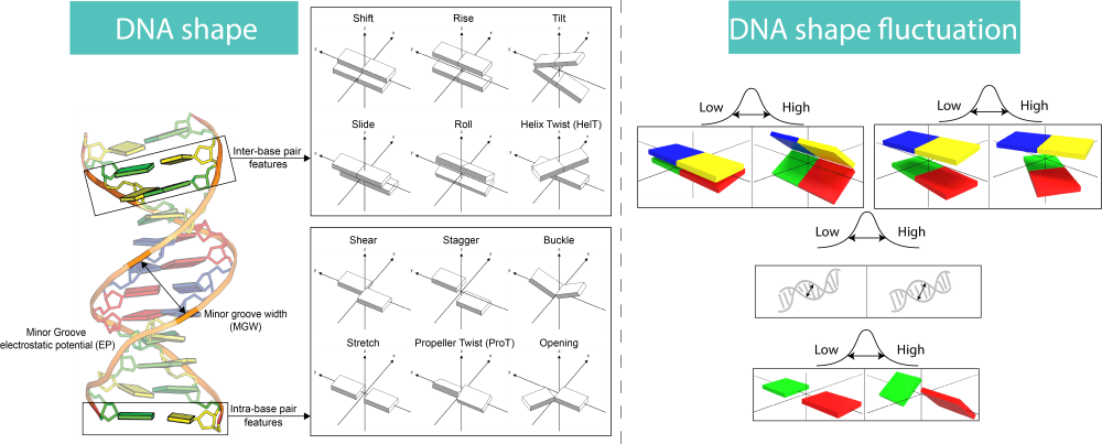 DNA shape features